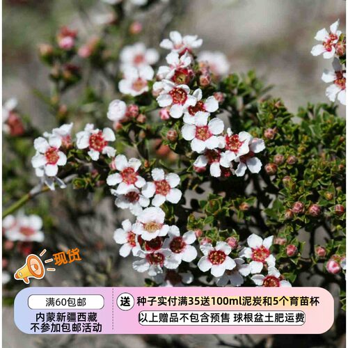 疯狂的小羊小灌木匙形紫杉
