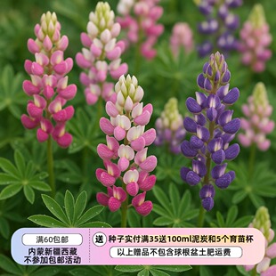 【种子】矮生小型鲁冰花 哈特韦氏羽扇豆 精灵之乐 混色 5粒