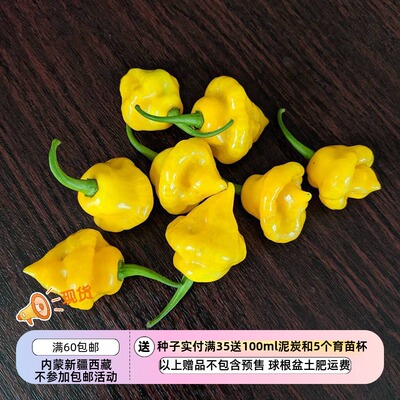疯狂的小羊传家宝种子果香辣椒