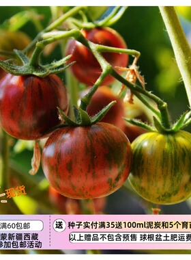 【种子】无限生长型 樱桃番茄  工匠紫色大黄蜂 5粒