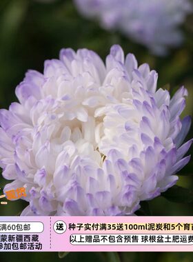 疯狂的的小羊重瓣翠菊多种花色