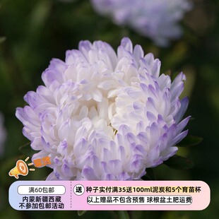 【种子】切花型 重瓣翠菊 多种系列多种花色可选