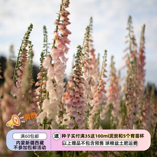 【种子】  玄参科 毛地黄  杏色美人  10粒