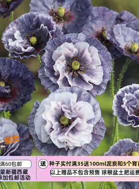 一年生雪莉虞美人惊叹灰色种子