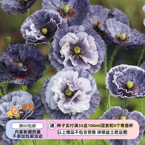 一年生雪莉虞美人惊叹灰色种子
