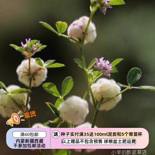 【种子】羊毛三叶草  Trifolium tomentosum   5粒