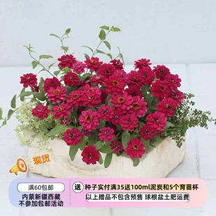【种子】一年生夏季耐热 矮生百日草 丰盛重瓣热樱桃 5粒