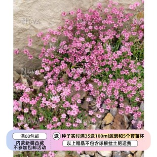 【种子】 石竹科  地被盆栽 蔓枝满天星玫瑰粉色 10粒