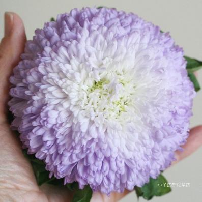 切花松本阳台蓝镶白翠菊种子进口