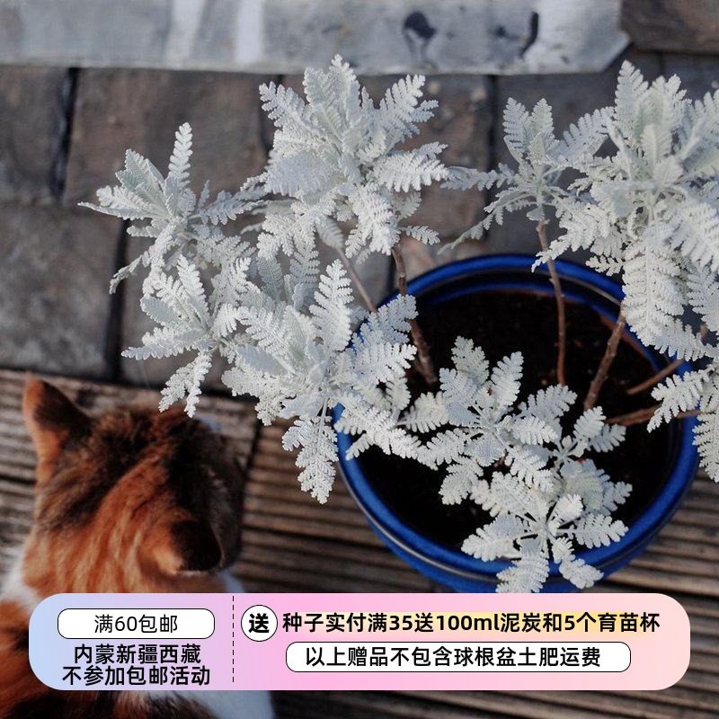 【种子】 羽叶 银叶菊  银色赛车手 银色蕾丝  5粒,鲜花速递/花卉仿真/绿植园艺,家庭园艺种子,淘宝优惠券,粉丝福利购,淘宝优惠卷