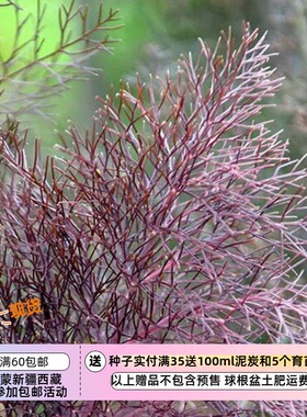 【种子】多年生 香草类 可食用  紫色茴香 青铜色茴香  10粒