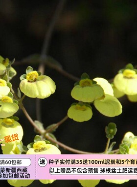 【种子】矮生木本亚灌木 裸茎蒲包花 浅柠檬黄色  5粒 （难度高）