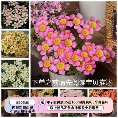 疯狂的小羊秋植酢浆草新手推荐