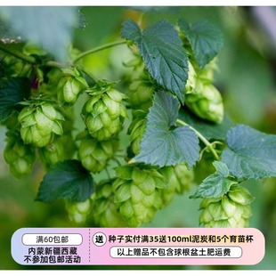 【种子】多年生  藤蔓植物  忽布花 啤酒花 10粒