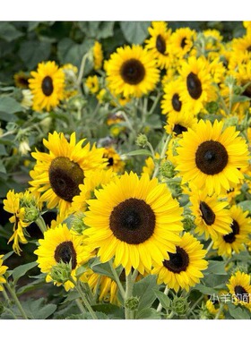 【种子】夏季耐热 打顶分支型 多花中等高度向日葵 舞阳黄色 5粒