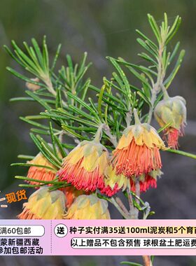 【种子】芸香科小灌木  松叶西部玫瑰，扬切普玫瑰 5粒