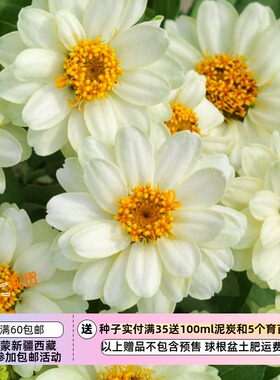 【种子】一年生夏季耐热  矮生百日草 丰盛白色重瓣 5粒