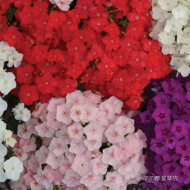 【种子】 矮生易爆花 福禄考 情书系列 多种花色可选