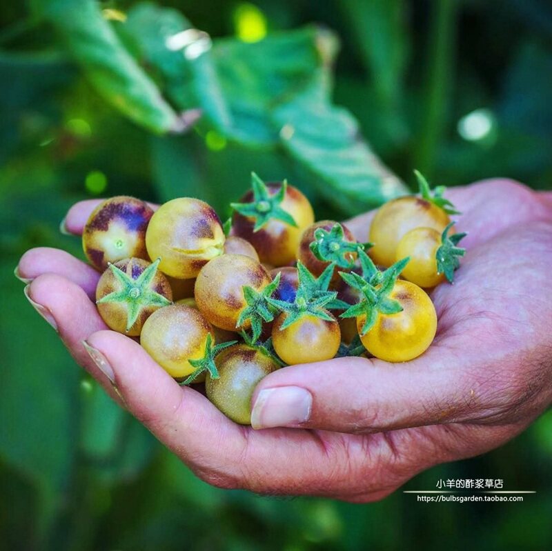 番茄种子疯狂的小羊靛蓝西红柿