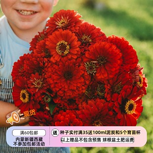 【种子】夏季耐热 大丽花型 重瓣百日草 猩红火焰 10粒