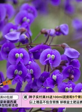 疯狂的小羊哈登柏豆紫色