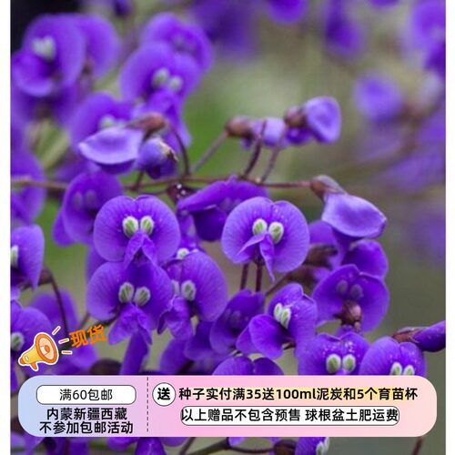 疯狂的小羊哈登柏豆紫色