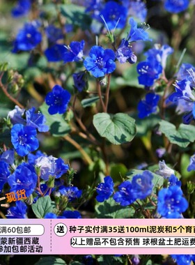 【种子】  快速开花 紫草科 加州蓝钟花 蓝色奇迹 10粒