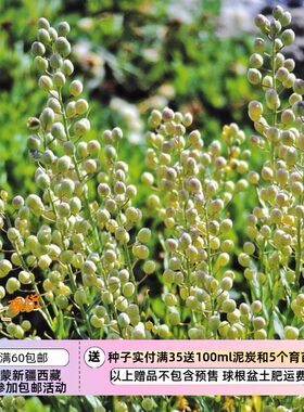 【种子】多年生  十字花科 观果切花  囊果岩芥 小叮当 3粒
