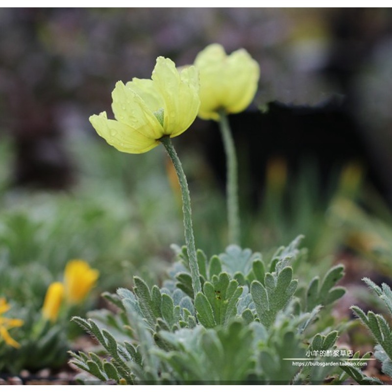 进口种子山野草矮生日本虞美人