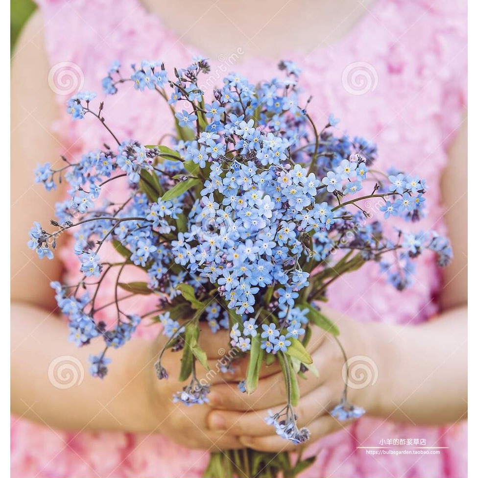 【种子】多年生紫草科勿忘我10粒