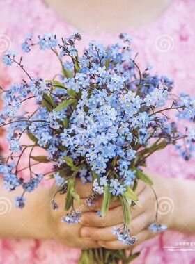 【种子】 多年生 紫草科 切花勿忘我 浅蓝色 10粒