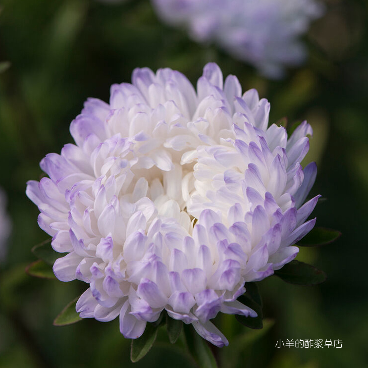 疯狂的的小羊重瓣翠菊多种花色