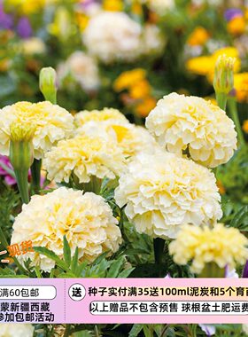 【种子】一年生夏季耐热 柔和奶白色重瓣非洲万寿菊 月光 10粒