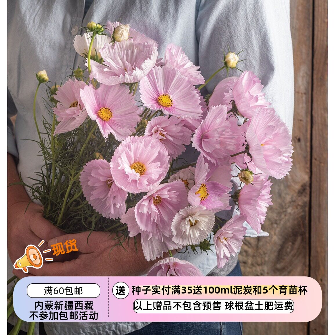 【种子】一年生夏季耐热波斯菊图片
