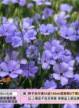 【种子】一年生 半耐寒 石竹科  矮生小麦仙翁 蓝色天使 10粒