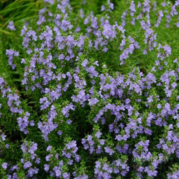 【种子】多年生 芳香亚灌木 伊利里亚冬香薄荷 10粒