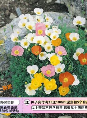 疯狂的小羊秋季播种小型虞美人