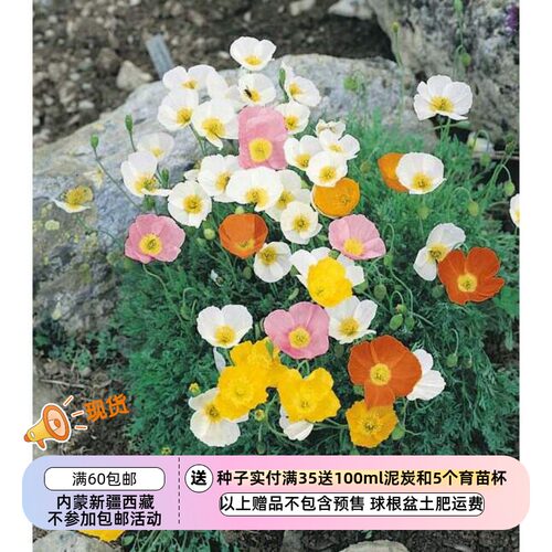 疯狂的小羊秋季播种小型虞美人