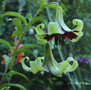 种子 lily 紫斑百合 Nepal 5粒 尼泊尔百合