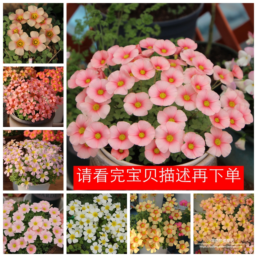 疯狂的小羊秋植酢浆草花期长