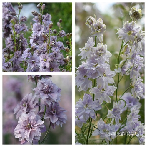 疯狂的小羊小花飞燕草