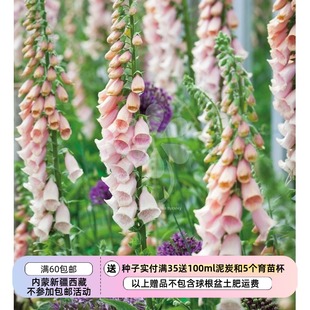 【种子】进口种子  毛地黄 萨顿 杏色 10粒