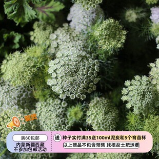 【种子】 伞形科 大阿米芹 安妮女王的蕾丝  绿雾 10粒