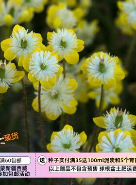 宽丝虞美人奶油杯小型