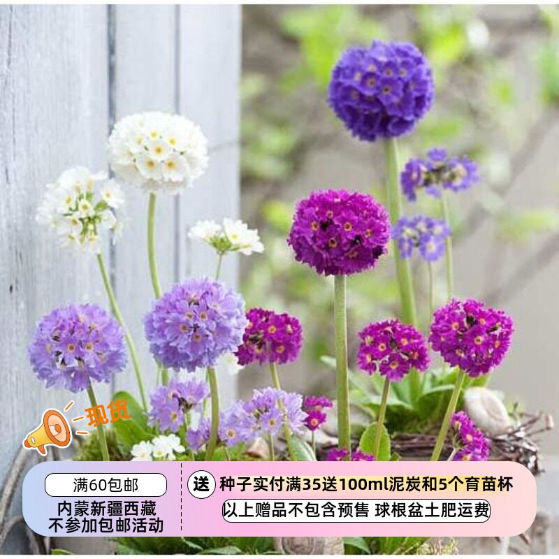 【种子】多年生 报春花科 樱草 球花报春 混色 10粒