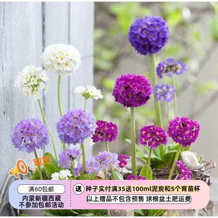 【种子】多年生 报春花科 樱草   球花报春   混色 10粒