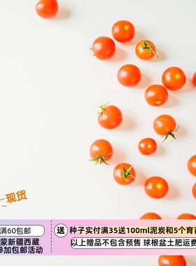 【种子】一年生 迷你番茄 无限生长型 橙色醋栗 10粒