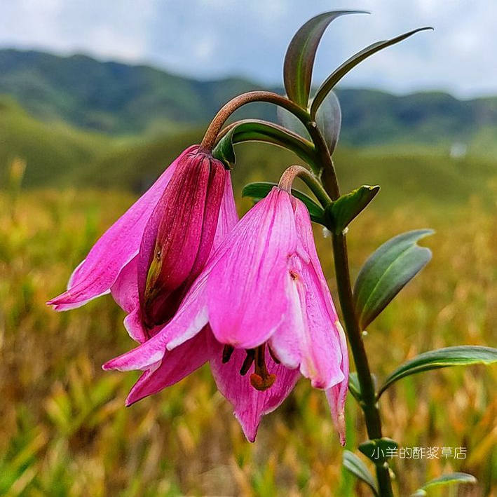 【种子】多年生 皇家园艺学花园功绩奖 曼尼普尔百合 纳迦型 5粒