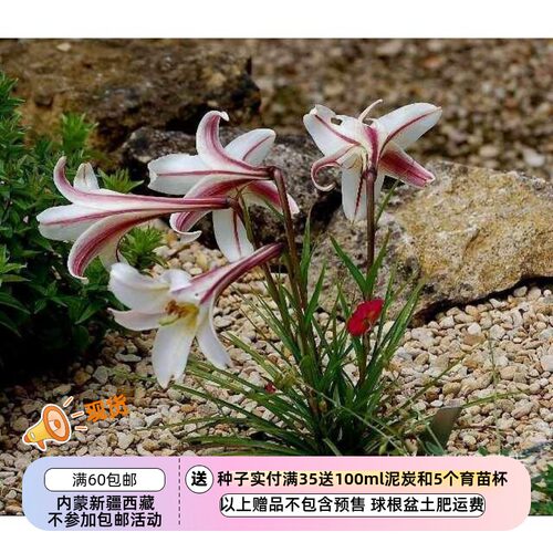 疯狂的小羊迷你高砂百合台湾百合