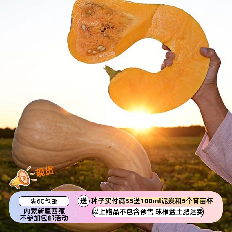 【种子】传家宝老品种 甜度高  弯颈塔希提南瓜 甜瓜南瓜 3粒